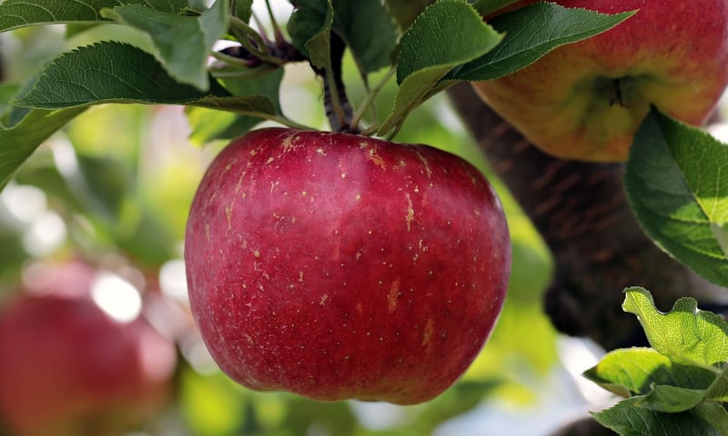 Fruit Harvest Tips