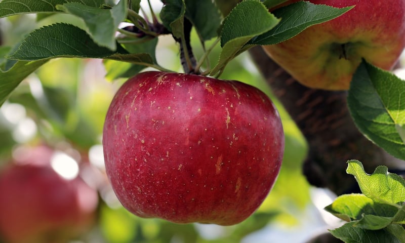 Fruit Harvest