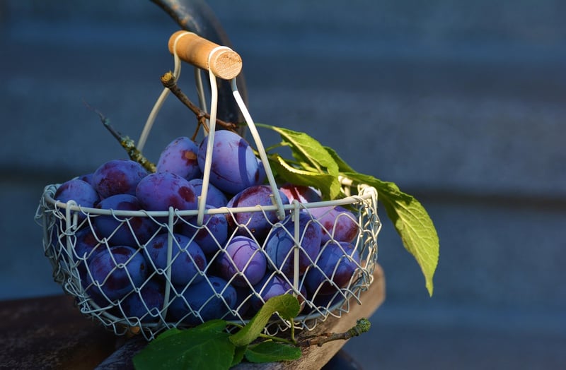 Vegetable Picking