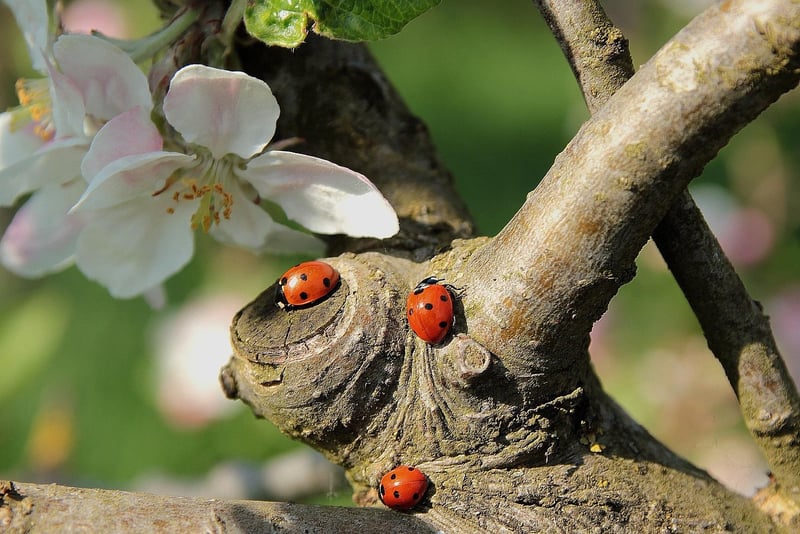 Ladybug on a leaf