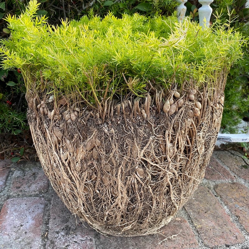 Upcycled Planters